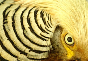 Британія - птах - агресія - фазан