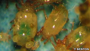 Дослідження: Види еволюціонують значно швидше, ніж вважалося