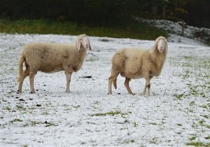 Шотландія - вівця - сніг