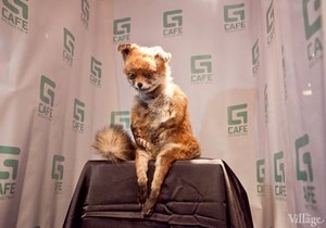 У Петербурзі відкрилася виставка Упоротого лиса