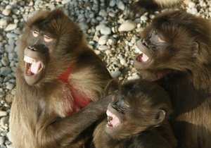 Мавпи - сміх - ScienceNow: Посмішка мавп заразлива