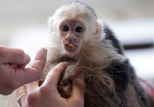 Мавпу Джастіна Бібера може відібрати німецький зоопарк