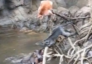 Новини США - дивні новини - В одному із зоопарків Нью-Йорка видри загризли мавпу