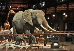 У паризькому музеї чоловік з бензопилою напав на опудало слона Людовика XIV