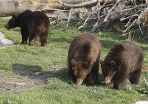 Новини США - дивні новини: У Каліфорнії ведмеді влізли в будинок місцевого жителя і з їли всю їжу