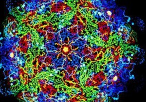 Вчені розробили новий метод створення синтетичних вакцин