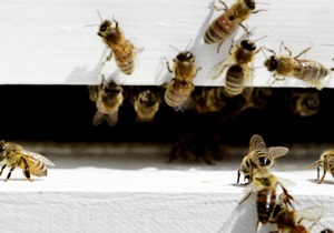 Новини науки - Бджоли можуть використовувати для спілкування електричне поле