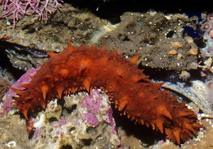 Новини науки: Каліфорнійський морський огірок використовує анус які другий рот
