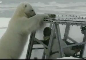 Автора фільму про білих ведмедів можуть оштрафувати за метод зйомок