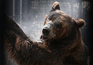 На Алтаї шукають ведмедя, що прокинувся зі сплячки і втік з приватної садиби