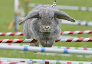 У квітні вперше в Україні відбудуться кролячі перегони