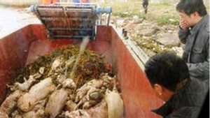 У Китаї з річки виловили майже 6 тисяч мертвих свиней