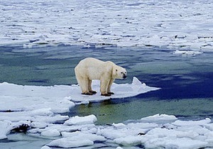 ВВС: Як ведмедям та людям стати гарними сусідами в епоху кліматичних змін