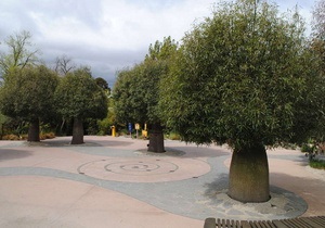 В Австралії на пересадку дерева витратять 100 тисяч доларів