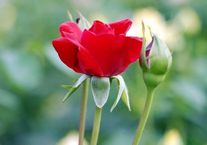 8 березня - Рада - Качанівська колонія - Депутати вручили жінкам-колегам по троянді в честь 8 березня