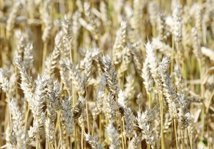 Експорт українського зерна зріс майже на 40% - Мінагропрод
