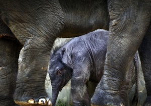 З освітньою метою. Відвідувачам зоопарку Тайваню розкажуть про екскременти коал і слонів