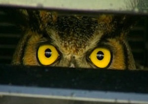 Збита американкою сова майже добу провела за решіткою радіатора автомобіля