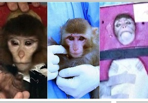 У мавпи, що повернулася з орбіти, зникла родимка. Світові ЗМІ піддали сумніву запуск Іраном капсули життя
