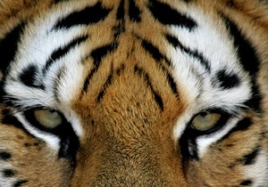 У грузинському зоопарку на чоловіка без квитка напав тигр