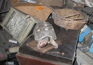 Новини Бразилії - У Бразилії знайшли черепаху, яка 30 років прожила в коробці без їжі і води