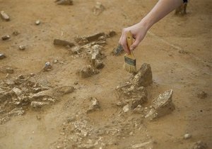 У ПАР виявили невідомий науці вид стародавньої лисиці