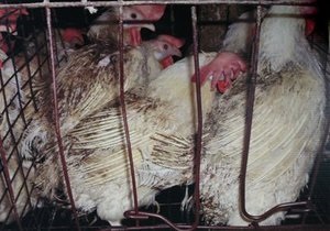 Ъ:Украинские производители курятины переживают отличные времена