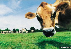 ВВС: Американці розробляють технологію створення м’яса на біопринтері