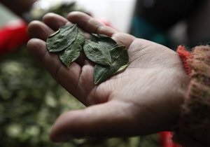 У Болівії дозволили жувати листя коки в ритуальних цілях