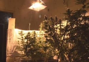 Новини Одеси - В Одесі виявили плантацію голландської марихуани
