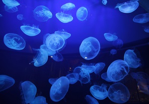 Біля узбережжя Австралії з явилися смертельно отруйні медузи