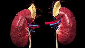 Тернопільщина: справу про торгівлю органами передали до суду