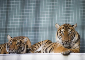 У Росії відвідувач зоопарку роздягнувся перед тиграми