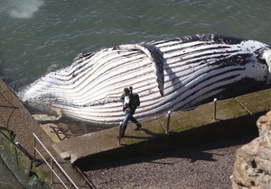 У США на пляж викинувся 15-метровий кит