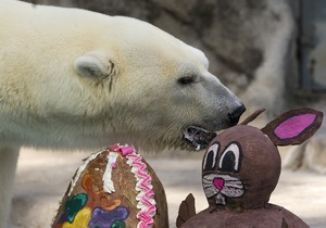 У Буенос-Айресі помер символ місцевого зоопарку - ведмідь Віннер