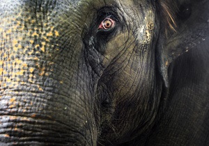 Жителі Непалу вимагають зловити і знищити слона-вбивцю