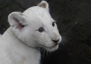 У ялтинському зоопарку народилися білі левенята - новини Криму - ялтинський зоопарк