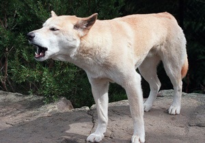 В Австралії собака дінго обікрала туристку з Великобританії