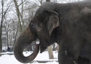 У Сибіру слони, які опинилися на 40-градусному морозі, зігрівалися горілкою
