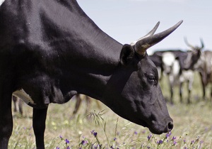 У Казахстані корова відбила напад вовка на господаря