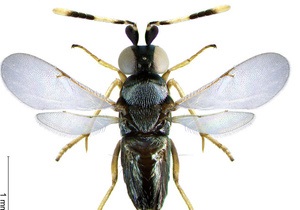 Алкоголізм та еволюція: личинки дрозофіл страждають від похмілля