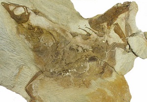 Палеонтологи спростували теорію про можливі причини розвитку гігантизму у динозаврів