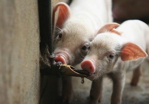 На британській секретній базі в рамках експериментів підривали свиней - газета