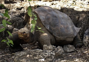 Вчені збираються  воскресити  галапагоських черепах