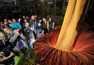 У Базелі зацвіла найбільша квітка у світі Аморфофаллус титанічний