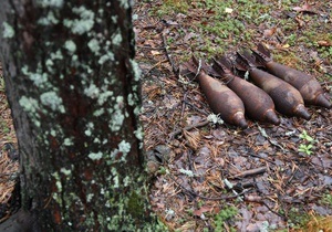У Сумській області в ході збору грибів у лісі виявили 12 мін
