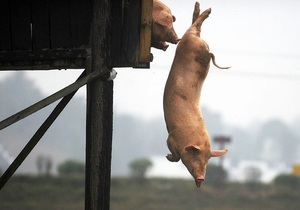 Китайський фермер змушує своїх свиней стрибати з вишки у ставок