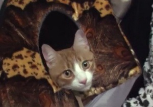 Кіт, який загубився у Луганській області, через п’ять тижнів повернувся додому у Ростов-на-Дону