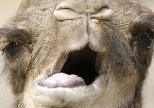 Монгольські та китайські біологи прочитали геном двогорбого верблюда