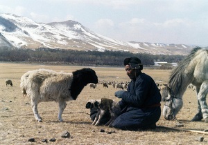 Глухонімий азербайджанський пастух, заблукавши, перейшов кордон з Вірменією
